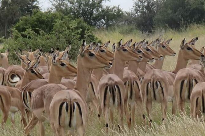 3 Day Kruger National Park Safari & Panorama Route - The Panorama Route gives the safari a scenic opening