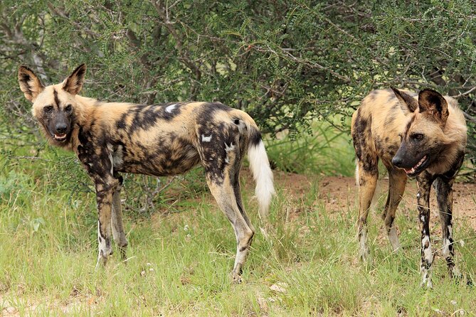 3 Day Kruger National Park Safari & Panorama Route - Why the private group setup is useful