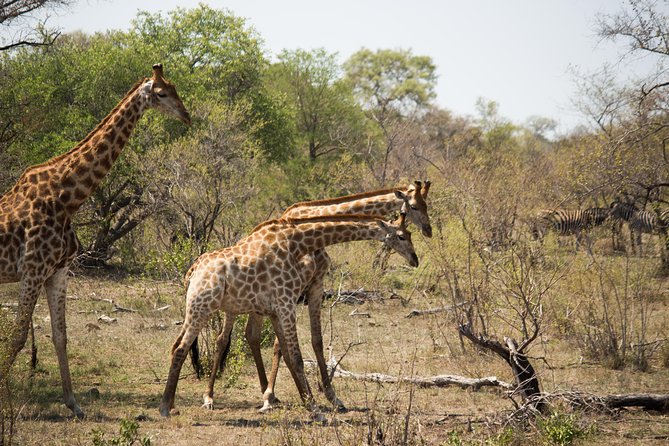 3 Day Lodge/Masango Kruger National Park Safari - What wildlife viewing is really like