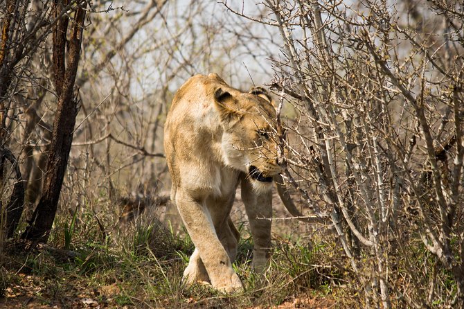 3 Day Lodge/Masango Kruger National Park Safari - Guides and the small-group advantage