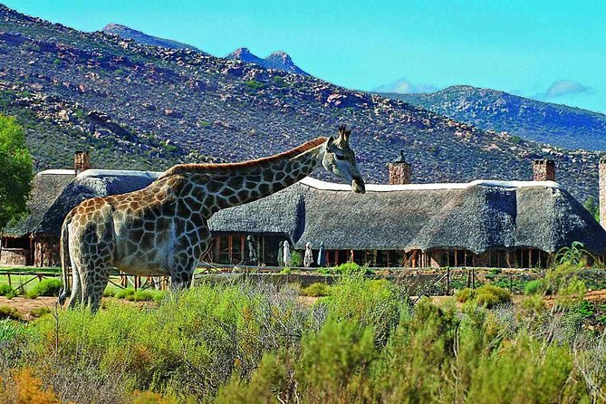 3 Day Luxury Aquila Private Game Reserve - Key points to know before booking