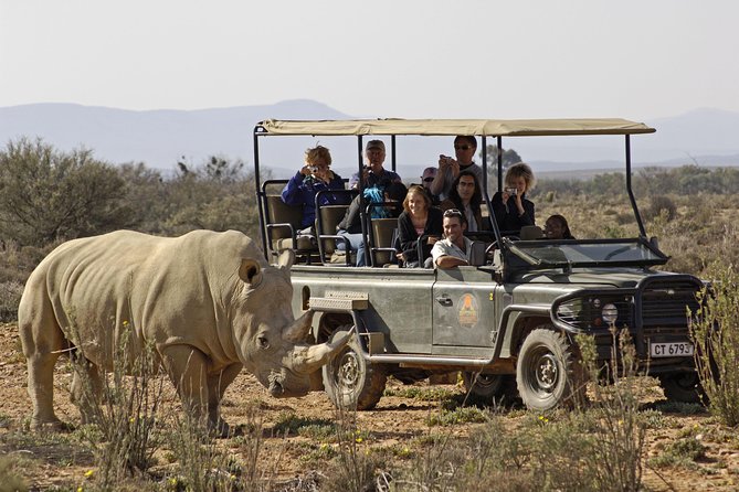 3 Day Luxury Aquila Private Game Reserve - Day three: one last drive before Cape Town