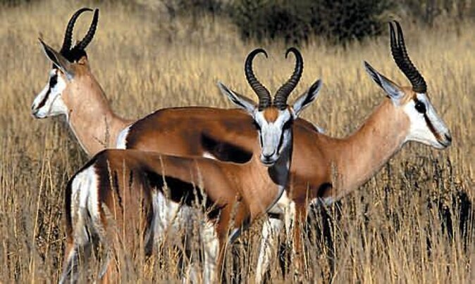 3 Day Luxury Aquila Private Game Reserve - Four drives advertised, three drives clearly scheduled