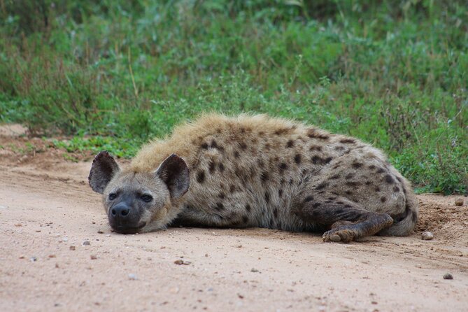 3 day Private Authentic Kruger Park Safari Experience - Day one: entering Kruger from Hazyview