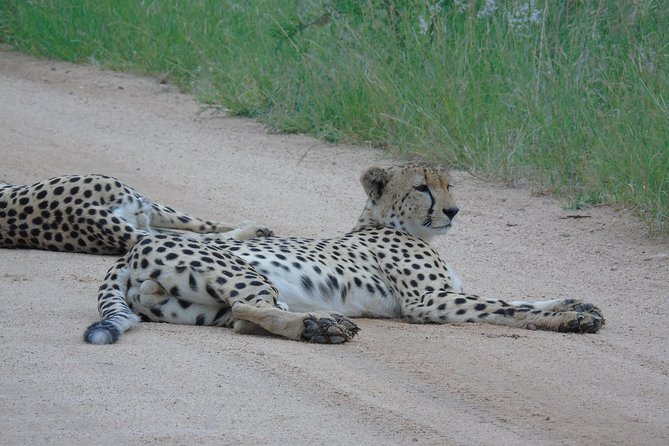 3 day Private Authentic Kruger Park Safari Experience - Bungalows, meals, and the level of comfort