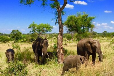 3 day Private Authentic Kruger Park Safari Experience