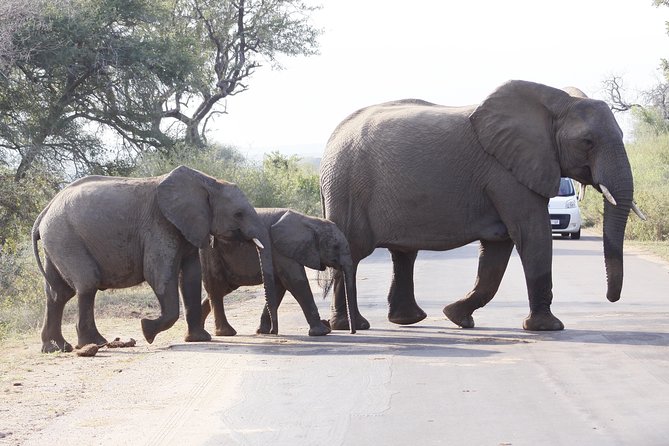 3 day Private Authentic Kruger Park Safari Experience - Packing for open-vehicle game drives