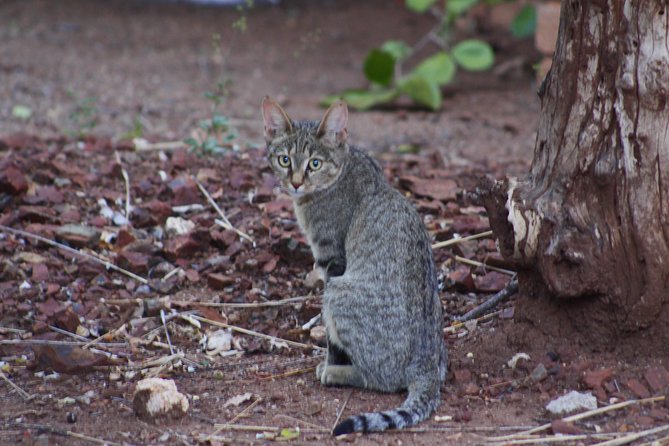 3 day Private Authentic Kruger Park Safari Experience - Who will enjoy this safari most