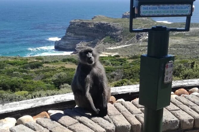 3 Day Private Full Day Cape Town Tour Includes Entries,Peninsula,Wine,City Tour, - Day 1: Hout Bay, penguins, and the tip of Africa