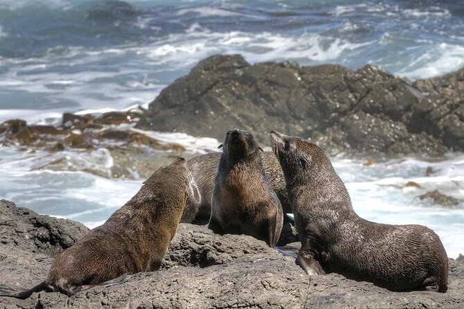 3-Day Private Guided Tour to Cape Town Top Attractions - Boulders Beach and its African penguins