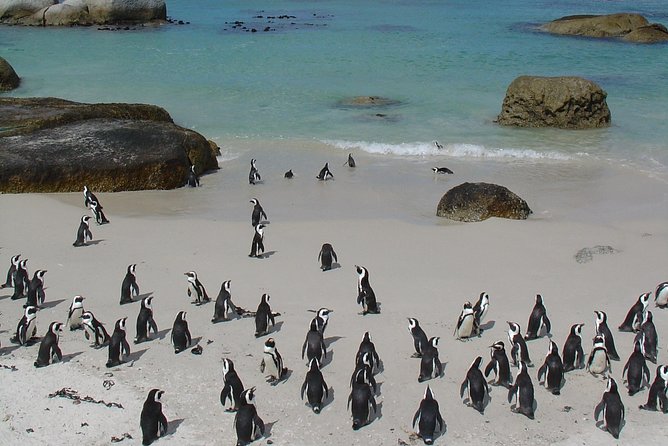 3 Day Wildlife Safari Tour - Garden Route Small Group Tour from Cape Town - Day Three: Oudtshoorn and the Cango Caves