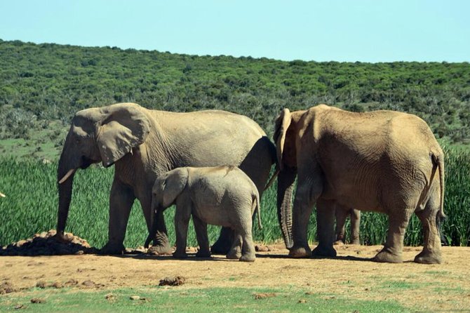3 Day Wildlife Safari Tour - Garden Route Small Group Tour from Cape Town - Who Will Get the Most From This Tour?