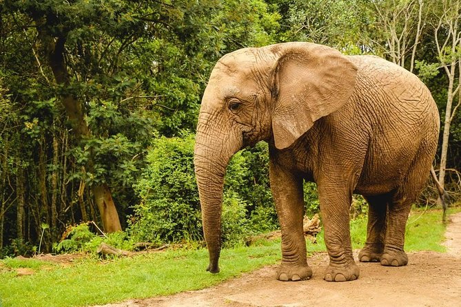 3 Day Wildlife Safari Tour - Garden Route Small Group Tour from Cape Town - Should You Book the Cape Town Safari and Garden Route Tour?