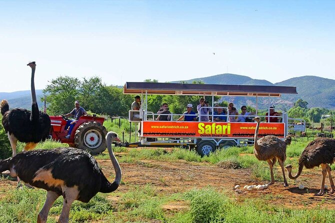 3 Days 2 Nights Garden Route Private Tour from Cape Town - Should you book the Garden Route private tour?