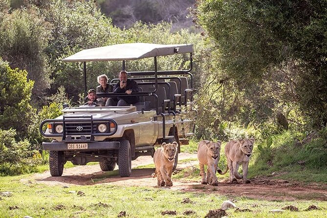 3 Days 2 Nights Garden Route Private Tour from Cape Town - Day two: Knysna Heads, forest trails, and Storms River