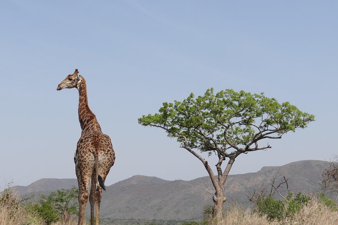 3 Days Durban Safari Tour Package - Why Hluhluwe iMfolozi is a strong Durban safari choice