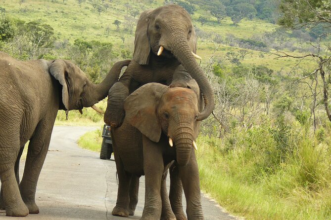3 Days Durban Safari Tour Package - Day 1: First wildlife sightings in Hluhluwe iMfolozi