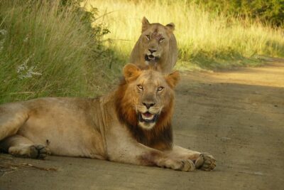 3 Days Durban Safari Tour Package