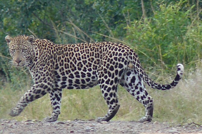 3 Days Durban Safari Tour Package - Day 2: More time, better odds, and a possible night drive