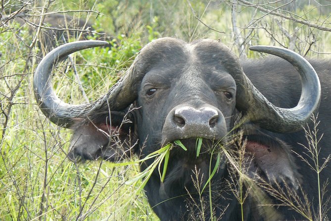 3 Days Durban Safari Tour Package - Day 3: A final game drive before changing scenery