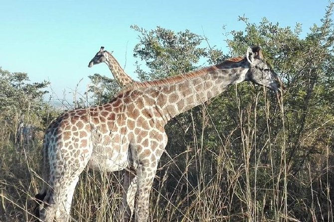 3 Days Johannesburg - Kruger Safari- Blyde River Canyon - Booking, weather, and cancellation details