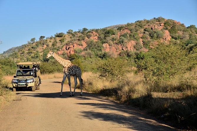 3-Hour Private Game Drive of Pilanesberg National Park - Key points to know before you go