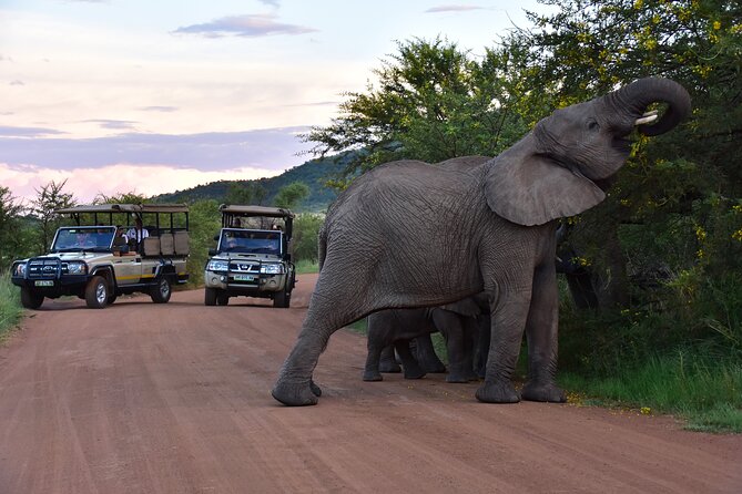 3-Hour Private Game Drive of Pilanesberg National Park - Why a private Pilanesberg drive works so well