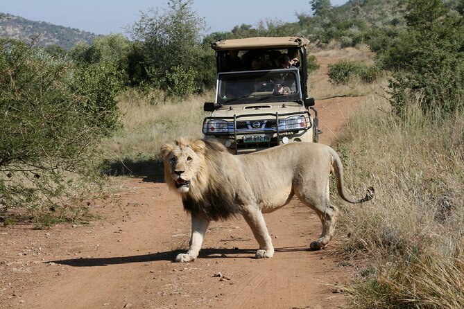 3-Hour Private Game Drive of Pilanesberg National Park - Who should book this Pilanesberg safari?