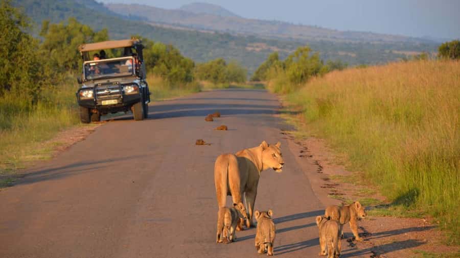 3-Hour Shared Game Drive in Pilanesberg National Park - The real price: $56 plus the park fee