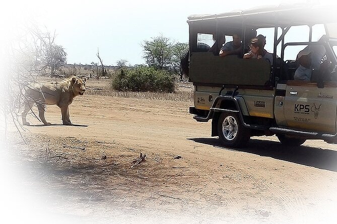 3 Night & 4 Day Private Kruger Park Safari - Day 3: The best day for patience and repeat sightings