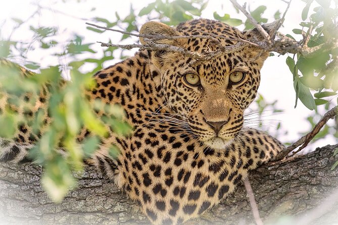 3 Night & 4 Day Private Kruger Park Safari - Day 4: Sunrise, breakfast, and the road out