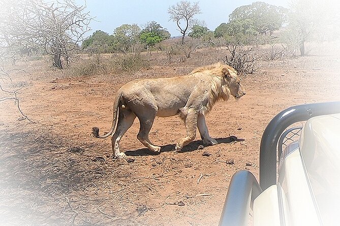 3 Night & 4 Day Private Kruger Park Safari - The guide makes the biggest difference