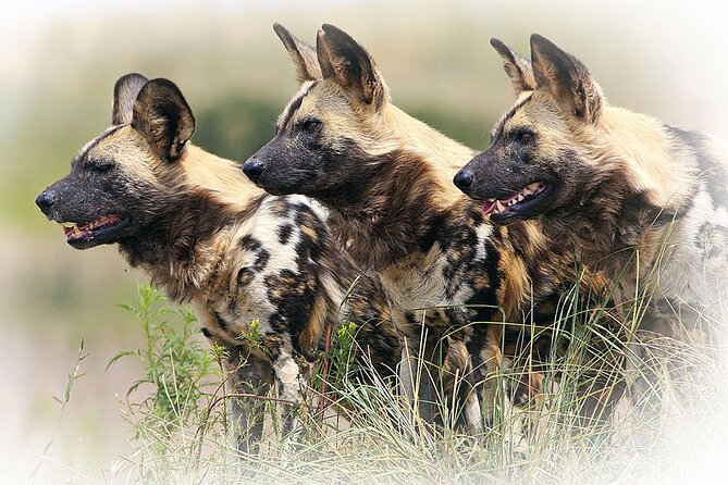 3 Night & 4 Day Private Kruger Park Safari - Food, drinks, and daily comfort