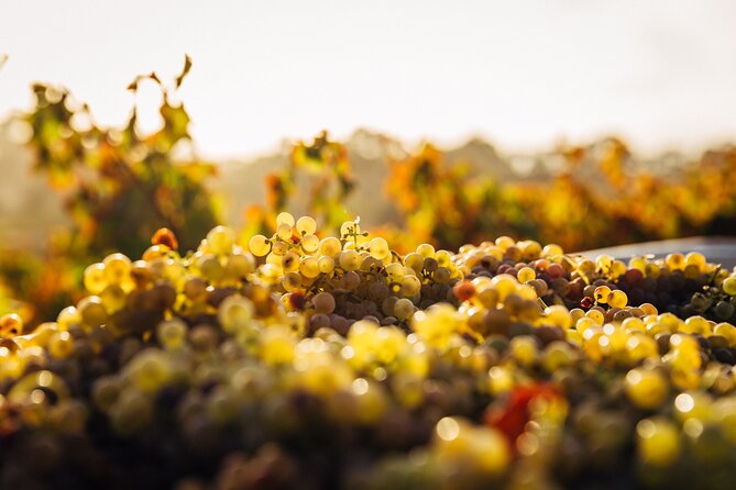 3 Wineries Private Tour in Stellenbosch, Paarl Tasting Included - What the $142.40 price really covers