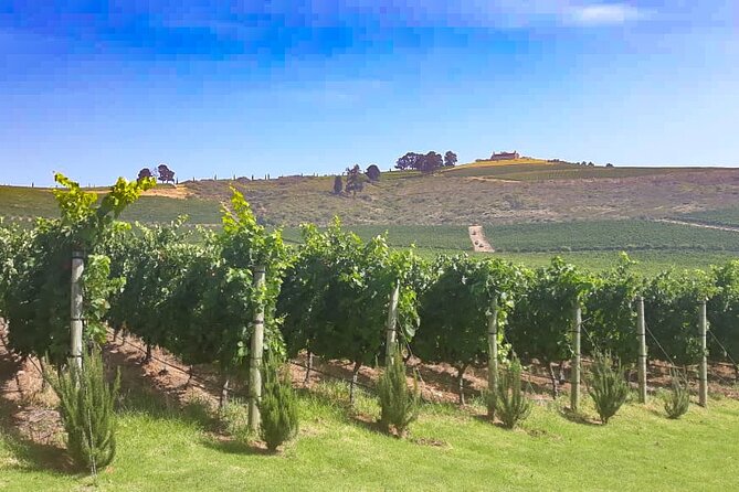 3 Wineries Private Tour in Stellenbosch, Paarl Tasting Included - The driver matters on a long wine-country day