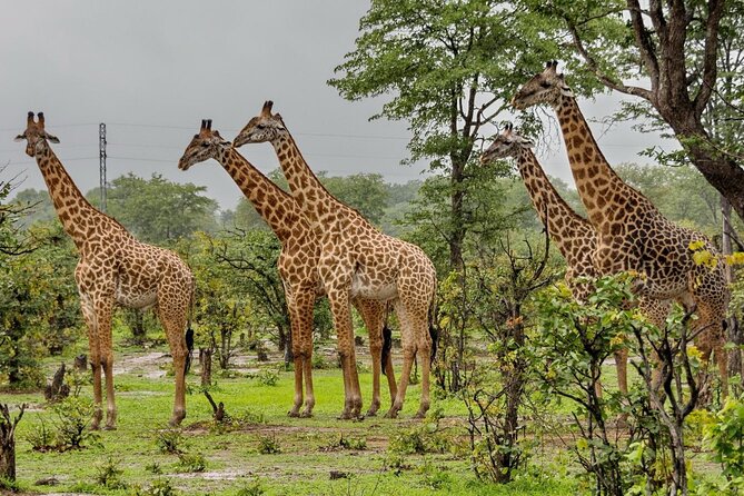 4 Day Addo Elephant National Park & Garden Route From Cape Town - Day 2: Mossel Bay, Knysna Heads, and the waterfront