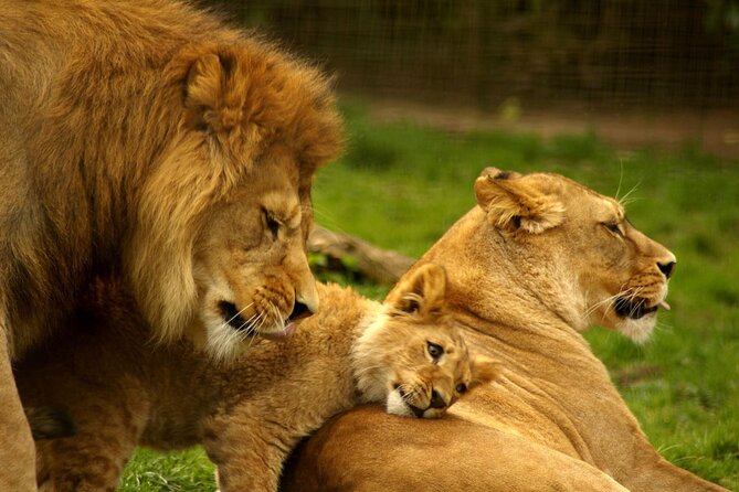 4 Day Addo Elephant National Park & Garden Route From Cape Town - Guide service, private format, and timing