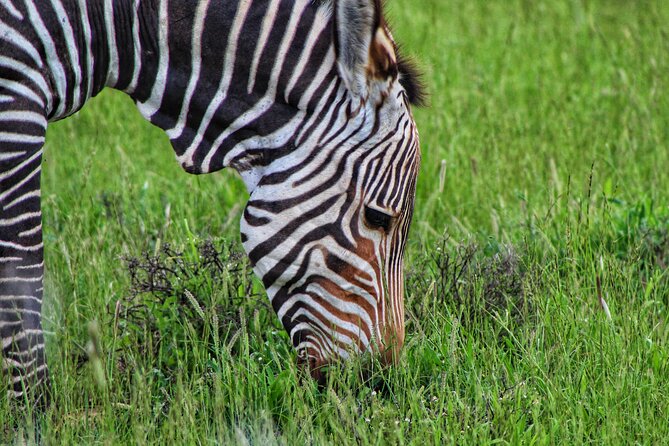 4 Day Addo to Karoo Safari - Day 3: the rare chance to track cheetahs on foot