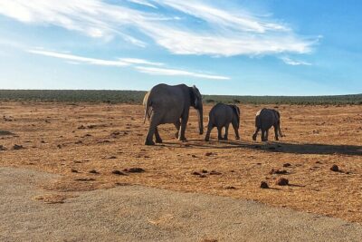 4 Day Addo to Karoo Safari