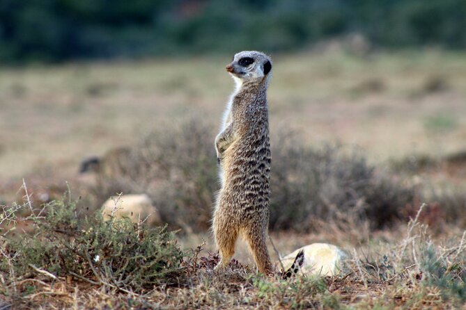 4 Day Addo to Karoo Safari - Fitness, timing, and what to pack mentally