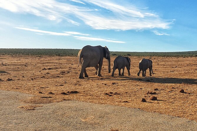 4 Day Addo to Karoo Safari - Day 2: river dunes and mountain zebra