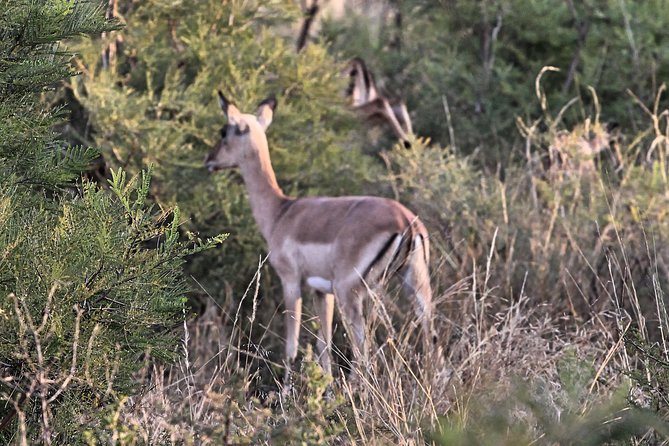 4 Day All Incl. Private Kruger Park Safari and Transfer From Nelspruit - A private Kruger trip with real variety