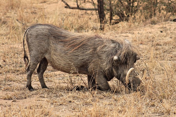 4 Day All Incl. Private Kruger Park Safari and Transfer From Nelspruit - Blyde River Canyon and the boat cruise
