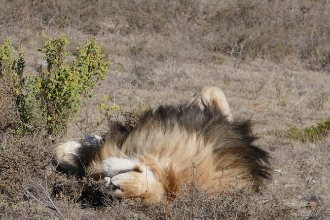 4 Day Garden Route Adventure & Safari - Guides, vehicle, and group size