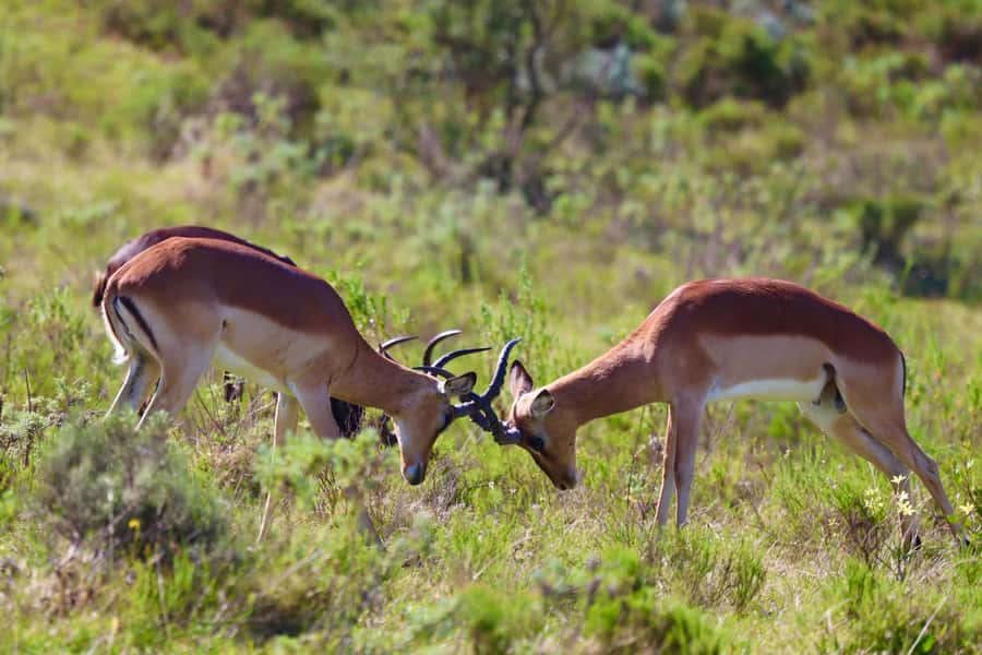 4-Day Garden Route Experience - What this four-day route is really like