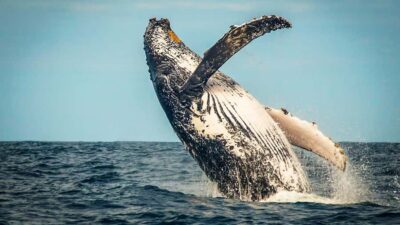 4-Day Garden Route Experience