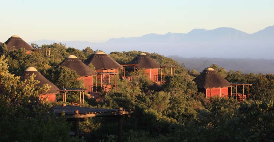 4-Day Garden Route Experience - Day 4: Morning safari, Hermanus whales, and Betty’s Bay penguins