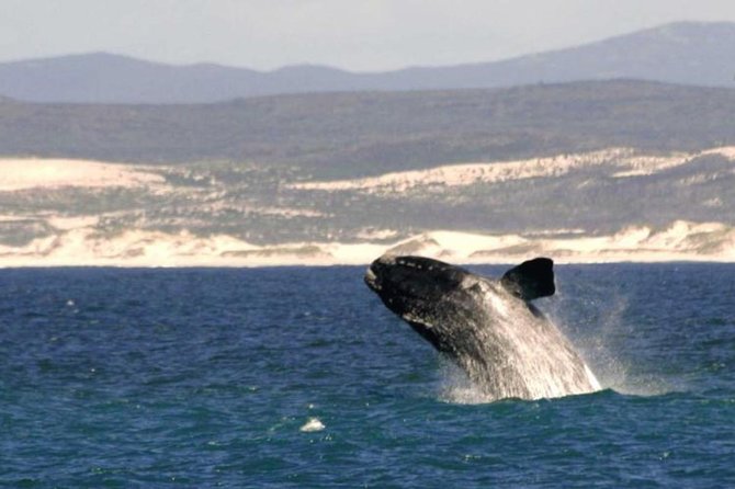 4 Day Garden Route Luxe Selection Micro Group Tour from Cape Town - Day 2: Botlierskop and the Knysna Heads