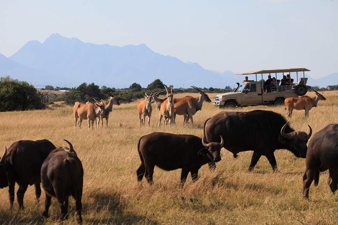 4 Day Garden Route Meander Safari Tour with Private Transfers - Accommodation changes are part of the appeal