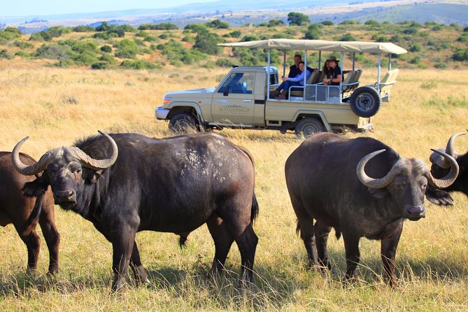 4 Day Garden Route Meander Safari Tour with Private Transfers - Day 1: Boplaas, the Cango Caves, and an ostrich farm